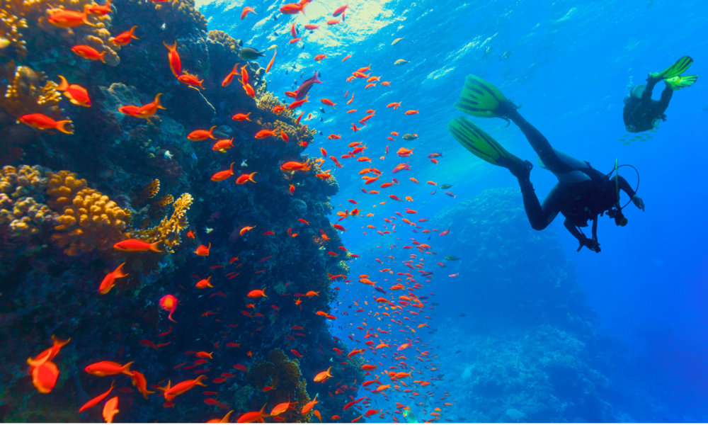 Discover Diving Dive Center LLC